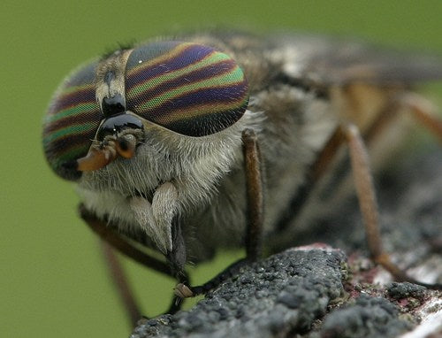 Deer Fly and Infra Read – It’s How They Hunt You