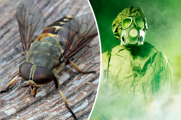 Can Biting Flies Cause Anthrax?