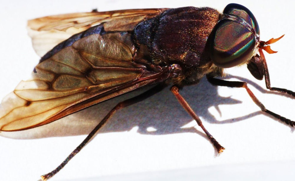 Fly Cage – Where are biting flies in the winter?