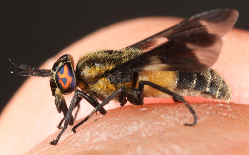 Deer Flies Don’t Suck – They Bite