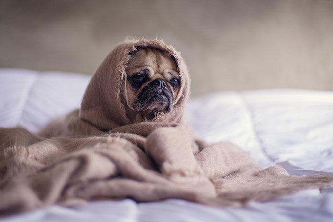 Fly Cage – How to Stop Flies from Biting My Dog?
