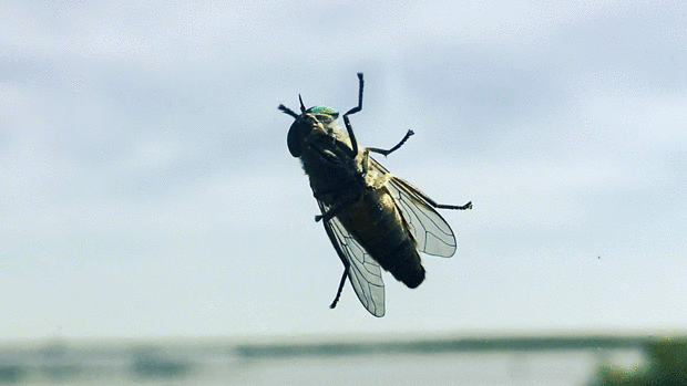 Greenhead Flies - Top 10 List of Questions from the Desperate