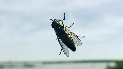 Greenhead Flies - Top 10 List of Questions from the Desperate