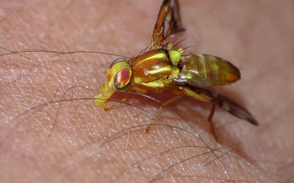 The Ultimate Cheat Sheet on Yellow Flies