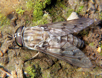 Horse Fly on Dirt