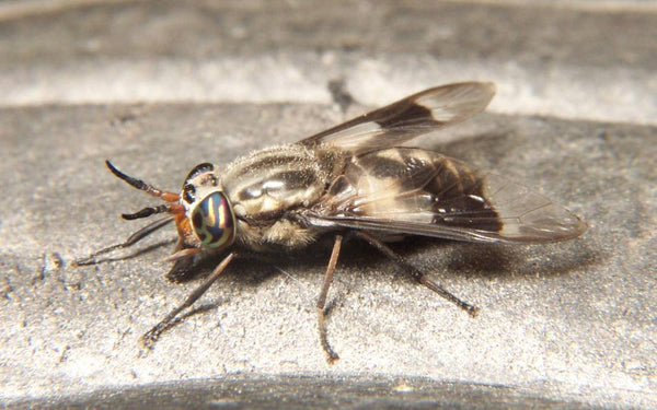FlyCage – What are Deer Flies