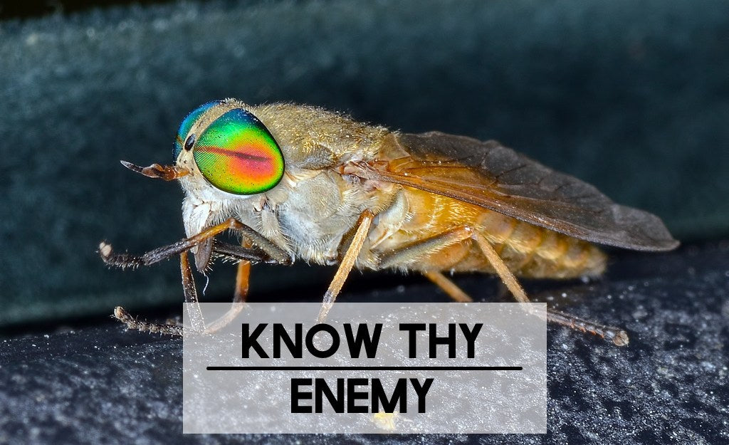 Horse flies, Deer flies, Yellow flies, and Green heads — Know Thy Enemy