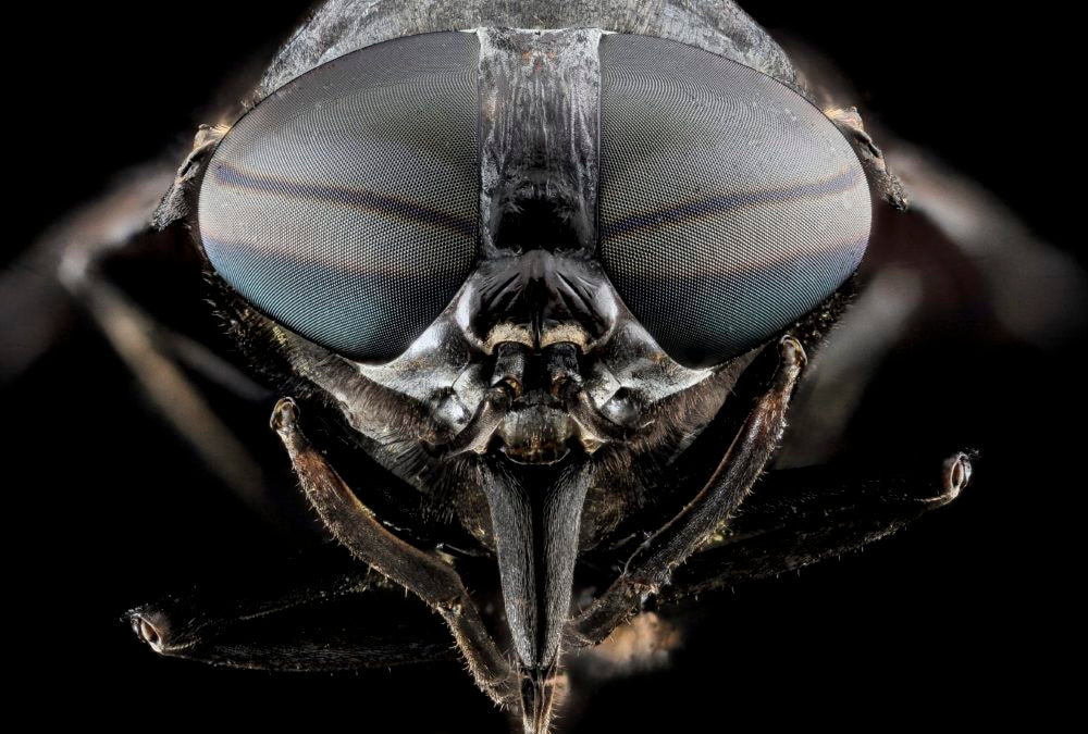 5 Facts You Didn’t Know About Horse Flies