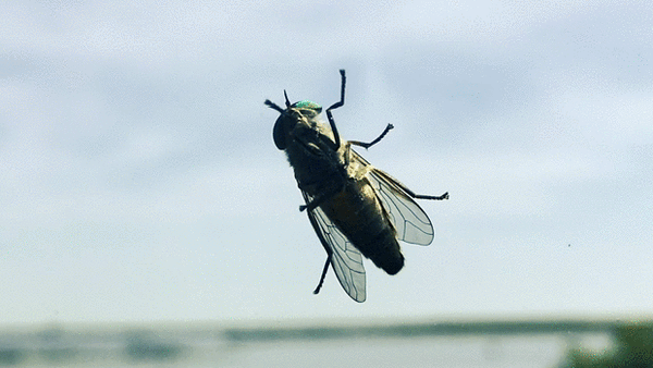 Greenhead Flies - Top 10 List of Questions from the Desperate